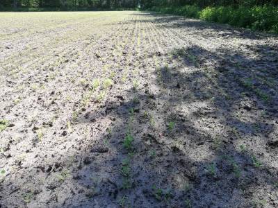Blühstreifen in Holtwick am 31. Mai 2021. Die kleinen Pflanzen sind gut zu erkennen. :-)