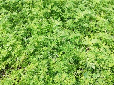 Blühstreifen Holtwick am 22. Juni 2021 - bald kommen die ersten Blüten!