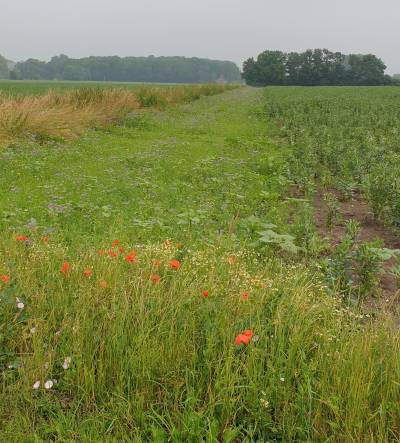 Blühstreifen Darfeld am 29.06.2021 - die ersten Blüten sind hier schon zu sehen :-) - und es werden noch viel mehr