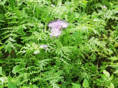 Die ersten Phacelia-Blüten sind zu sehen ... :-)