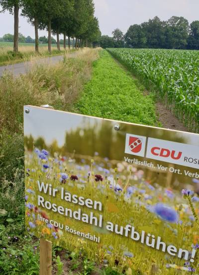 Blühstreifen in Holtwick Anfang Juli