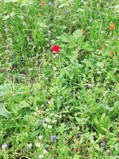 Das Blütenmeer wird immer schöner! :-) Und wenn erst die Sonnenblumen blühen ...