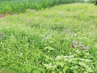 Blühstreifen Holtwick Mitte Juli - es werden immer mehr Blumen!