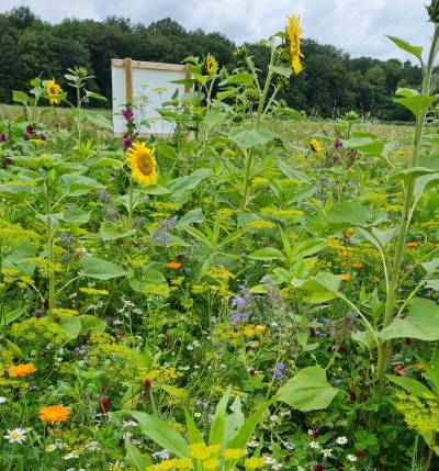 Blühstreifen Darfeld am 03.08.2021