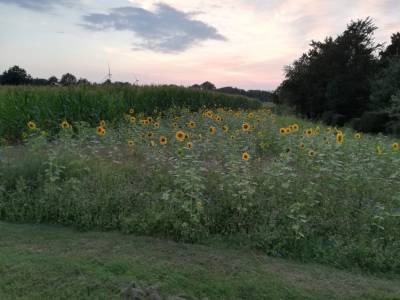 Blühwiese Holtwick am 05.08.2021