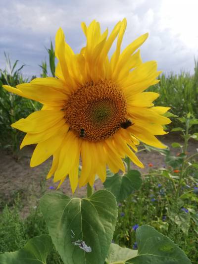 Mit dem Aufblühen der Sonnenblumen ergibt sich ein farbenfrohes Bild. :-)
Und die Bienen und Hummeln freuen sich auch ...
